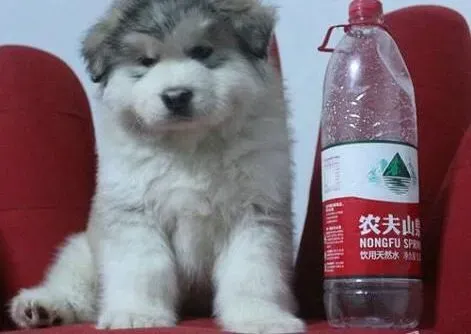 阿拉斯加犬|给阿拉斯加雪橇犬选择水果吃要慎重