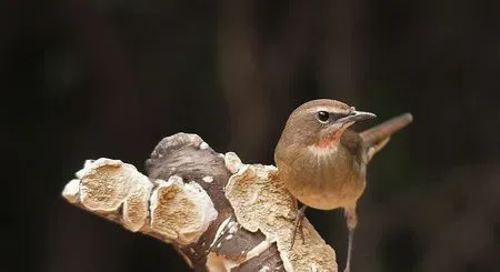宠物鸟需要的营养有哪些 多喂蚝壳粉青菜等 | 红点颏