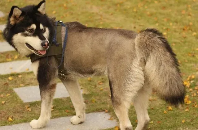 阿拉斯加雪橇犬学狼叫 因为遗传了狼的基因 | 阿拉斯加雪橇犬