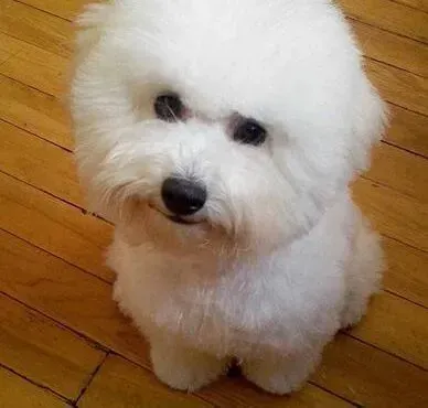 泰迪犬|泰迪犬养成了挑食的坏毛病 请高手帮帮我