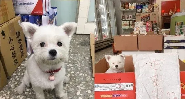 狗狗冰淇淋以假乱真 带金误认是同伴还爱护的舔 | 狗