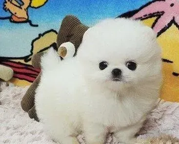 博美犬|细小康复后博美犬吐了，没事吧