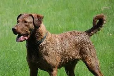 乞沙比克猎犬的形态特征 斑点越小越好 | 乞沙比克猎犬