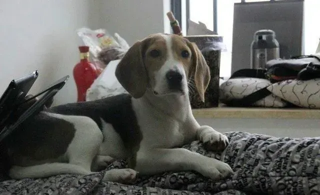 比格犬|怎样才能轻松给生病的比格犬喂药