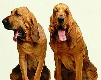辨认纯种寻血猎犬 皮肤的质地薄非常松弛 | 寻血猎犬