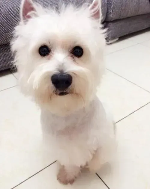 西高地|炎炎夏日可以快速为西高地犬消暑的五招