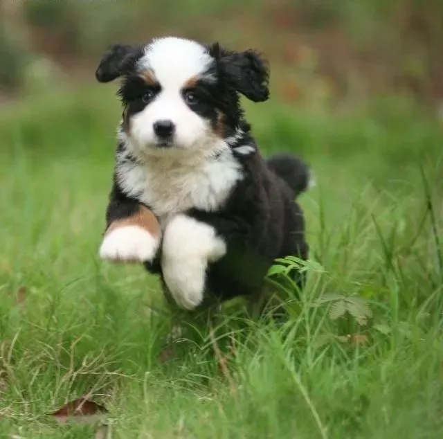 伯恩山犬|掌握正确饲养伯恩山犬的方法