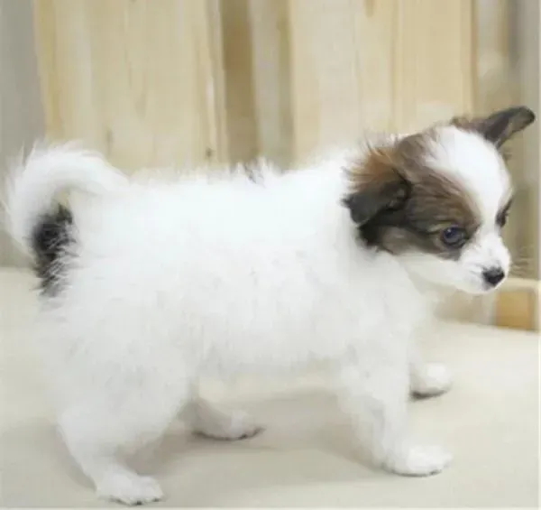 蝴蝶犬|手被蝴蝶犬抓伤了 需要去打针吗