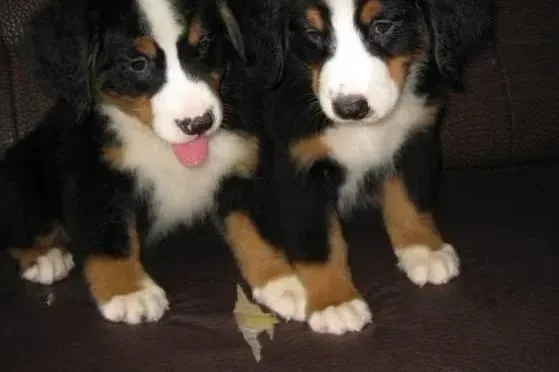伯恩山犬|快两个月的伯恩山犬患上犬瘟，求医治