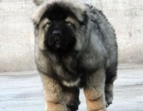 高加索犬|面对胆怯的高加索犬不必束手无策