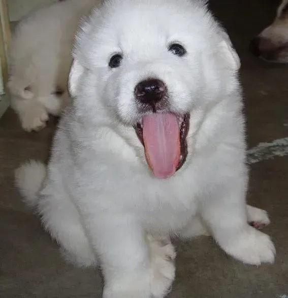 大白熊犬|大白熊犬早上起来咳嗽的很厉害是生病了吗