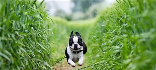 法国斗牛犬好繁殖吗 好的品种肯定不好繁殖 | 法国斗牛犬