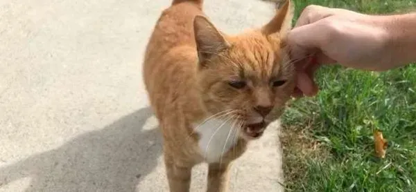外国男子幸遇橘猫好邻居 总要蹭蹭讨摸 | 猫