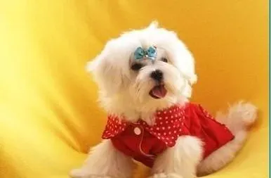 马尔济斯|马尔济斯犬初来乍到要注意哪些问题