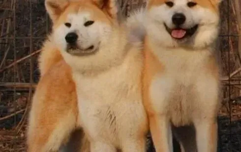 秋田犬|秋田犬吃什么狗粮有美毛作用