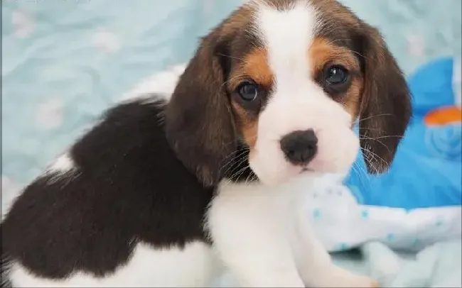 比格犬|饲养比格犬时容易犯的错误有哪些