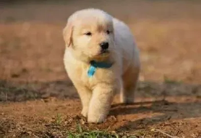 金毛|怎样与金毛犬进行心灵上的交流