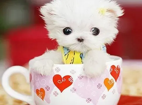 泰迪犬|哪些原因导致主人训练泰迪犬会失败