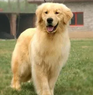 金毛|产前工作如何做 护理分娩中的金毛犬要注意哪些事情