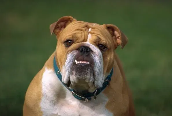 英国斗牛犬的由来 英国斗牛犬产于英国 | 英国斗牛犬