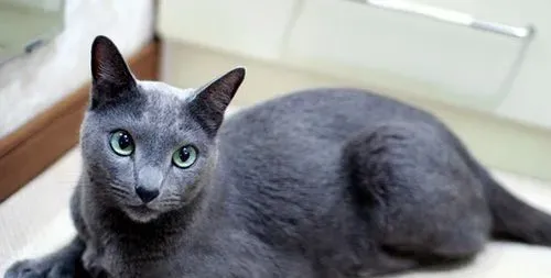 猫能吃玉米吗 但是不能当主食 | 伯曼猫