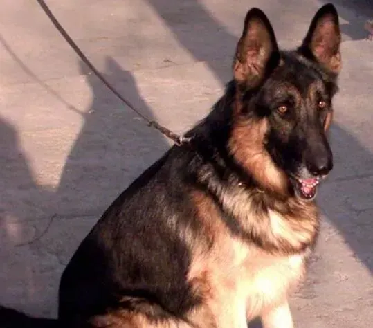 德国牧羊犬|清洁小贴士 如何清理德国牧羊犬的眼睛卫生