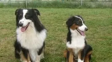 澳洲牧羊犬咬人吗 如何训练澳洲牧羊犬不咬人 | 澳洲牧羊犬