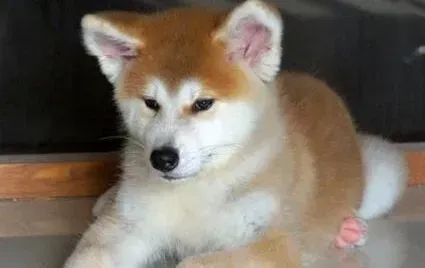秋田犬|两个多月的秋田犬开始拉稀怎么办