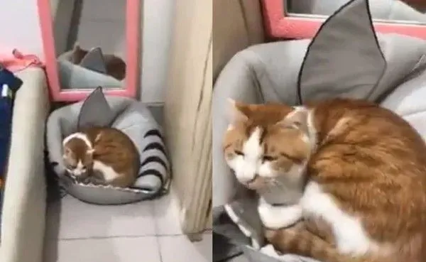 鲨鱼猫窝被橘猫压扁 饲主拨开里面黑白猫超无辜 | 猫