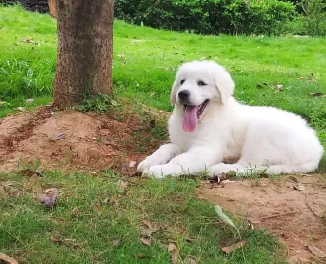 大白熊犬|我家大白熊犬最近总睡觉，不吃饭是怎么了