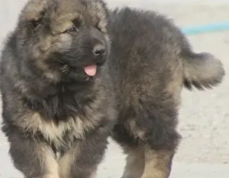 高加索犬|高加索犬的成长必需品之营养