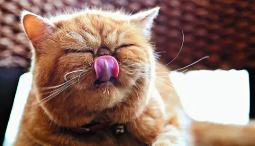 猫传染性腹膜炎  猫咪的绝症及预防措施 | 猫