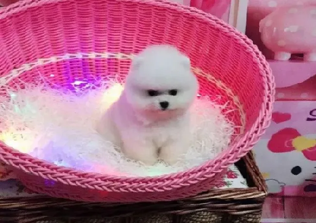 博美犬|我们要如何应对夏季博美犬厌食