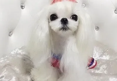 马尔济斯|马尔济斯犬最容易患上哪些疾病