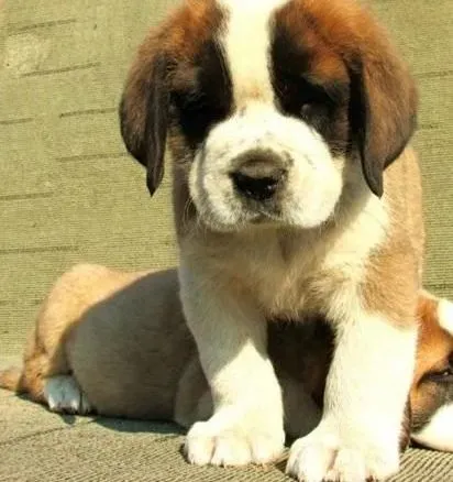 圣伯纳犬|爱它就了解它 圣伯纳犬吃草和泥沙不可忽视