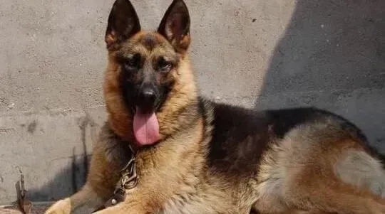 德国牧羊犬|主人要关注德国牧羊犬口腔的健康