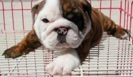 英国斗牛犬|警惕缺钙与营养不良对斗牛犬身体的巨大伤害