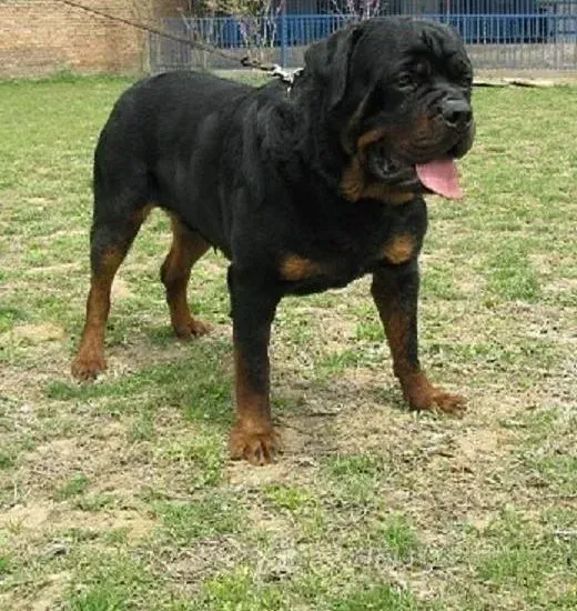 罗威纳犬|罗威纳犬瘙痒掉毛是什么问题
