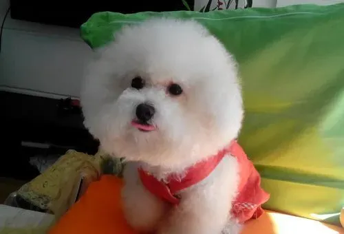 比熊犬怎么训练 比熊站立训练具体方法 | 比熊犬