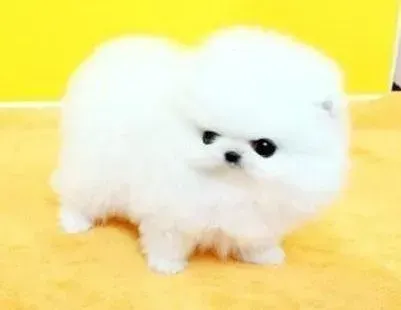 博美犬|博美犬两天不吃不喝是什么原因