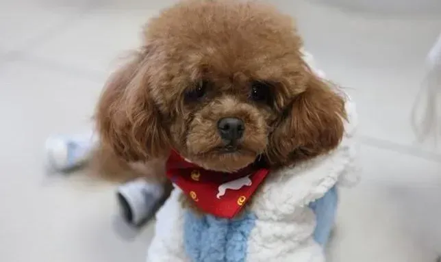 泰迪犬|对泰迪犬来说怎样的睡眠习惯是正常的