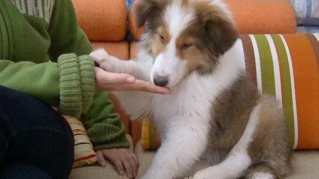 苏格兰牧羊犬|苏格兰牧羊犬眼睛四周掉毛有眼屎是怎么了