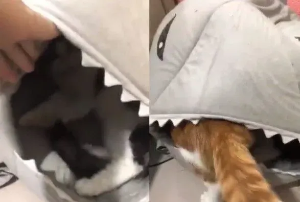 鲨鱼猫窝被橘猫压扁 饲主拨开里面黑白猫超无辜