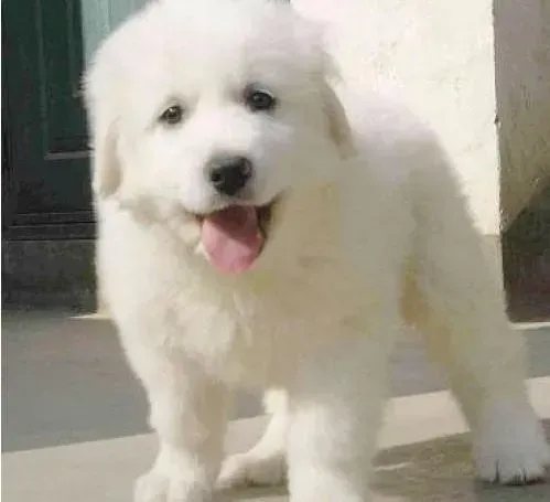 大白熊犬|我家大白熊犬不喜欢理人，爱睡觉是生病了吗