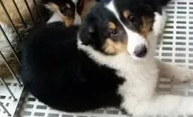 苏格兰牧羊犬|苏格兰牧羊犬得了肠胃炎吃什么药医治