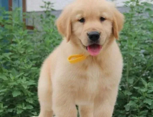 金毛|金毛犬耳朵周围有螨虫用什么药治疗好得快