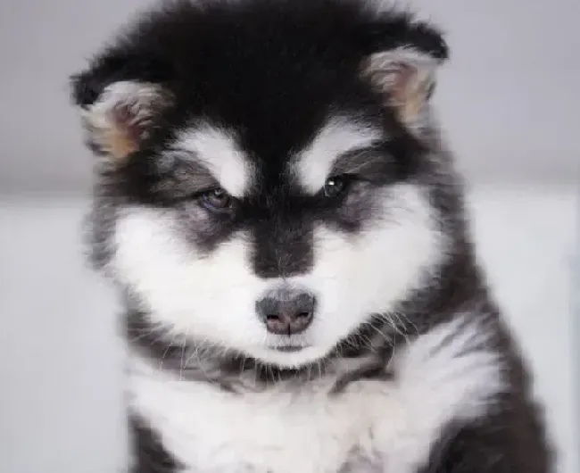 阿拉斯加犬|对阿拉斯加雪橇犬进行叼东西训练