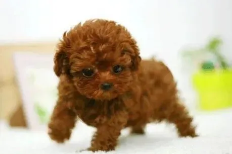 泰迪犬|我家泰迪犬睡醒后眼睛和耳朵为什么都肿了