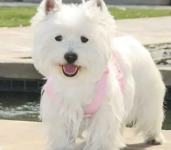 西高地|初次带回家的西高地犬防疫工作如何进行