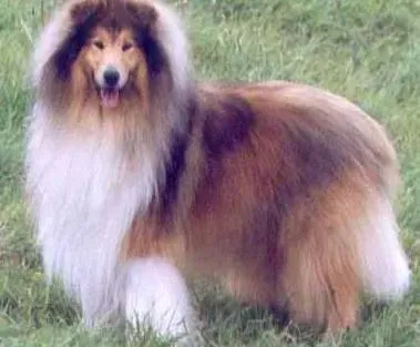 苏格兰牧羊犬|训狗一本通 轻松培养苏格兰牧羊犬成为游泳健将